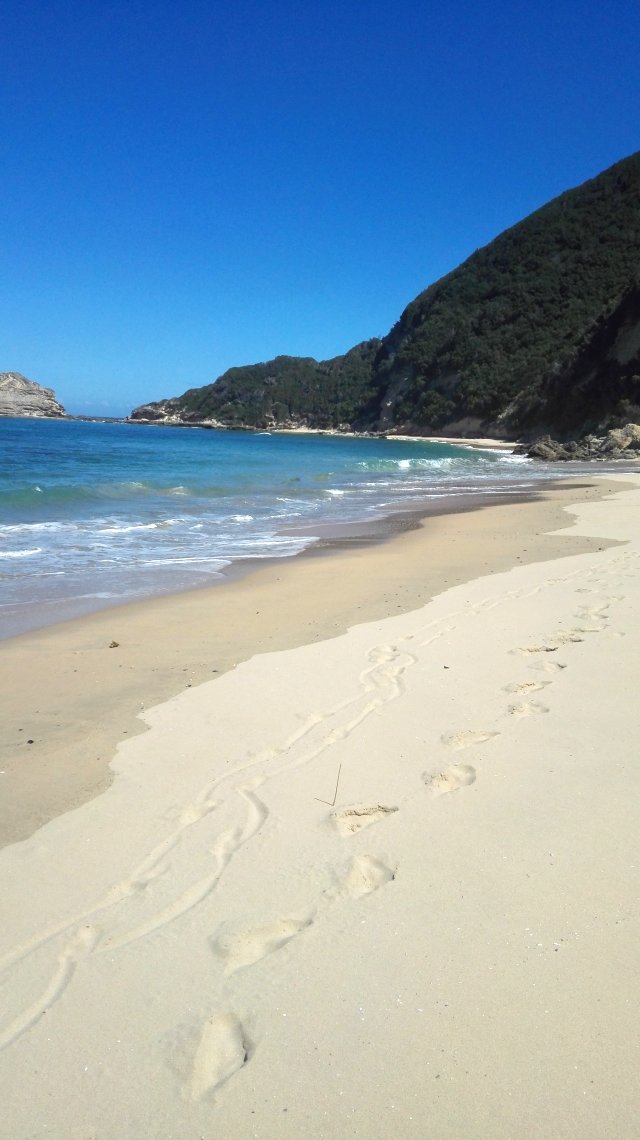 Beach near wilderness