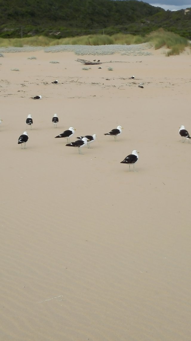 Seagulls on the beach