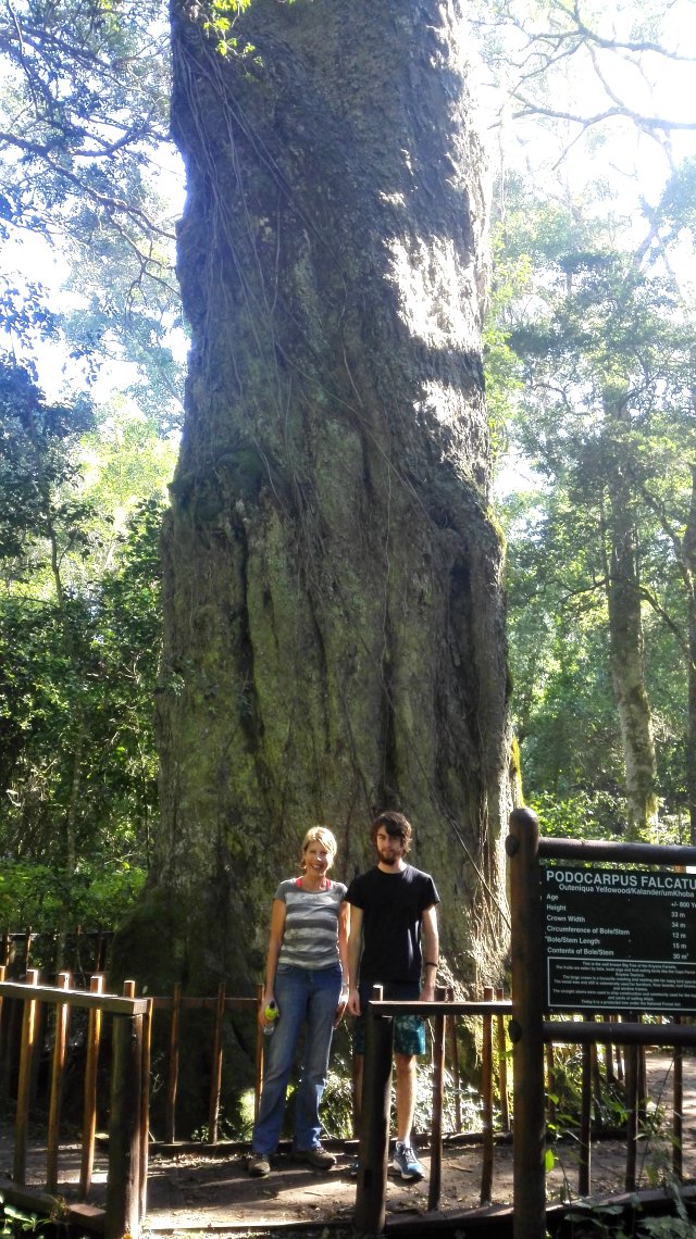 Big tree